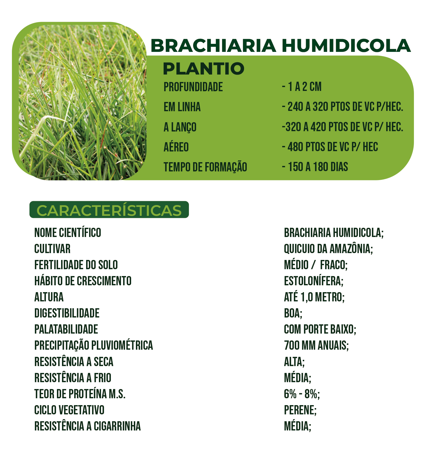 Brachiaria Humidicola